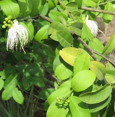 Anisocapparis