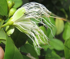 Anisocapparis