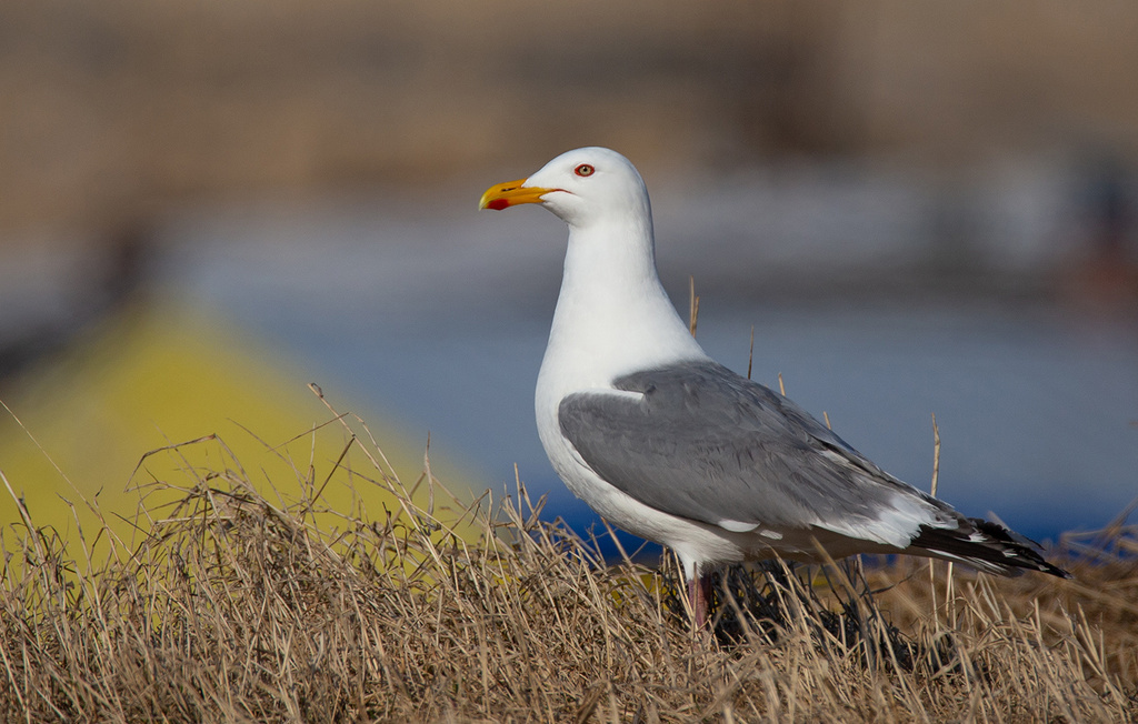 Vega Gull photo