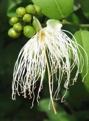 Anisocapparis
