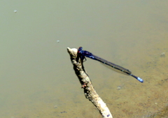 Pseudagrion hamoni