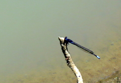 Pseudagrion hamoni