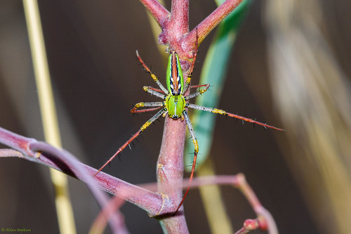 Madagascar Green Lynx Spider