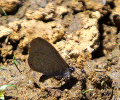 Pseudonacaduba sichela sichela