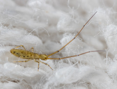 Entomobryoidea