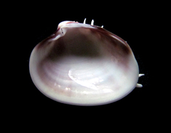Hysteroconcha lupanaria