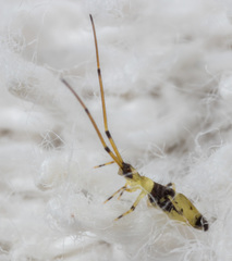 Entomobryoidea