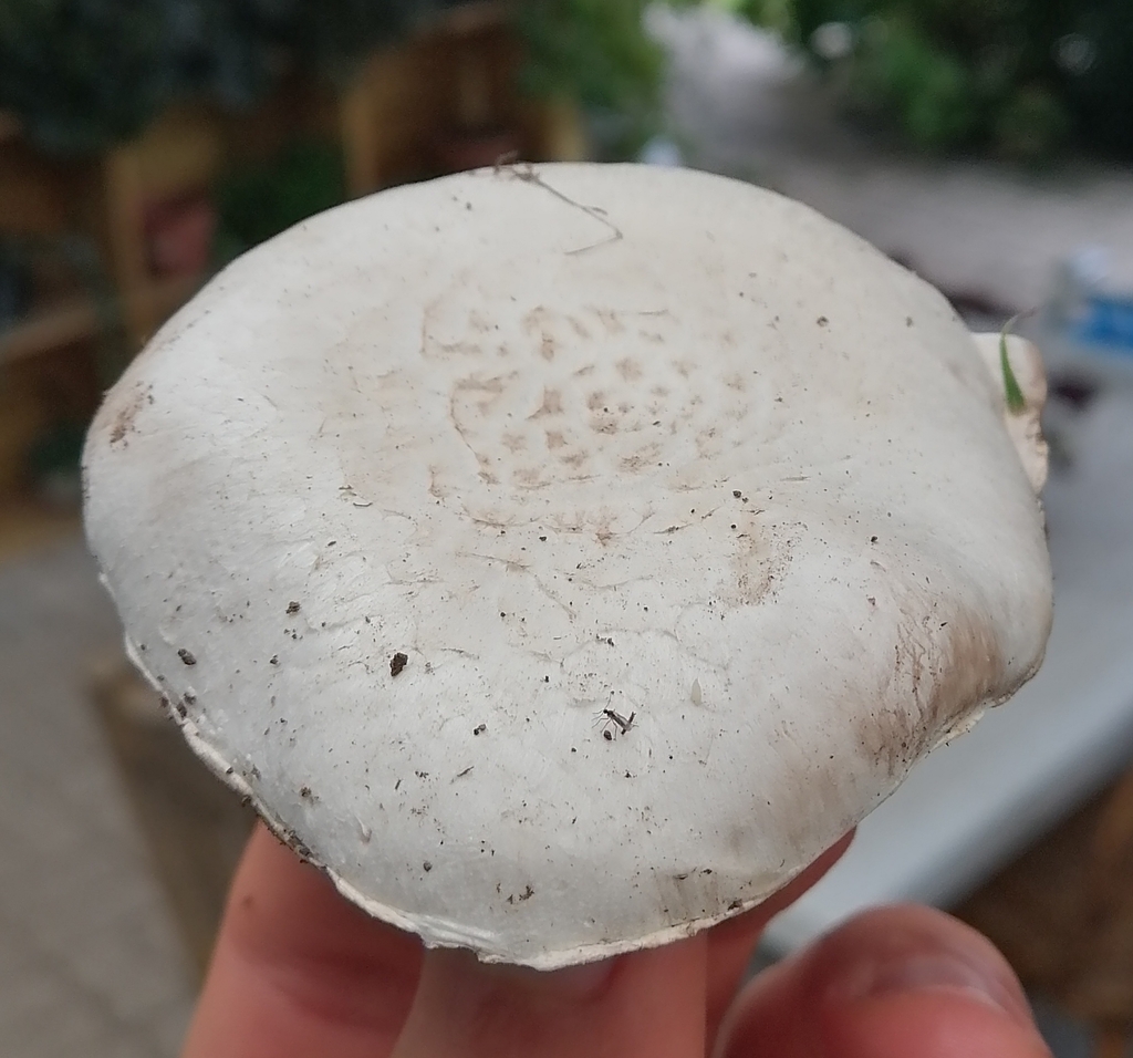 Agaricus campestris · June 2023 · photo: © gabi_otas (iNaturalist, cc-by)