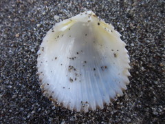 Vasticardium philippinense