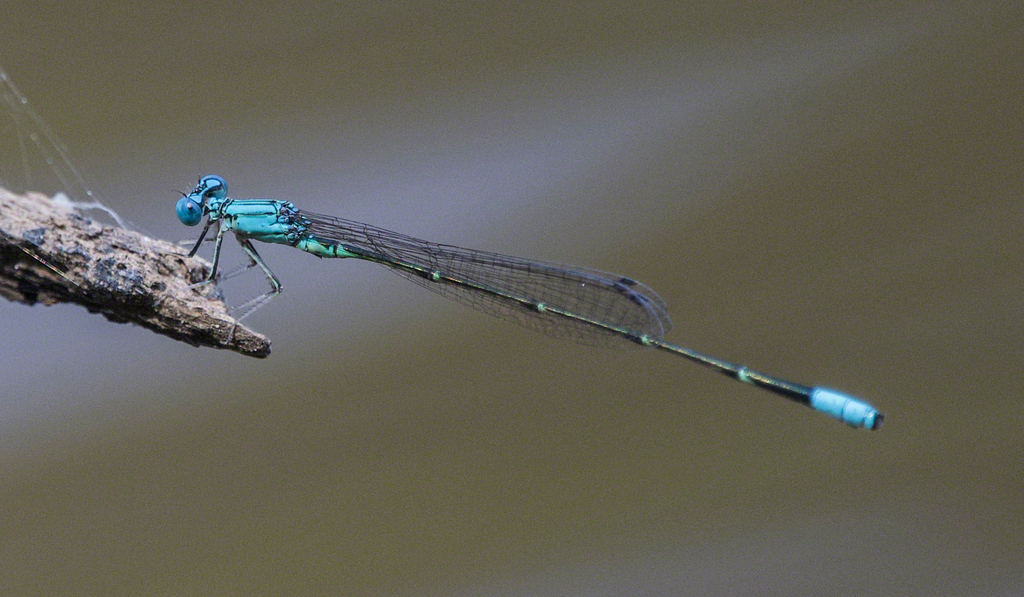 Pale Bluet