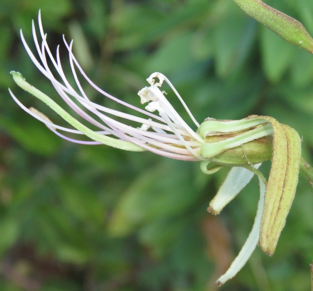 Bauhinia longicuspis