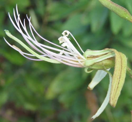 Bauhinia longicuspis