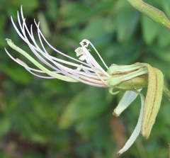 Bauhinia longicuspis