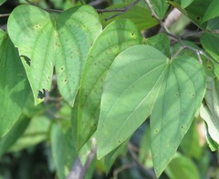 Bauhinia longicuspis