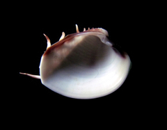 Hysteroconcha lupanaria