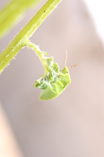Acrosternum heegeri, Δράμα 661 00, Ελλάδα, photo 6 of 10