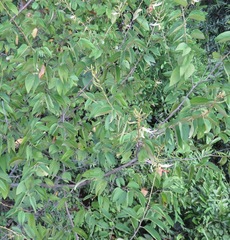 Bauhinia longicuspis
