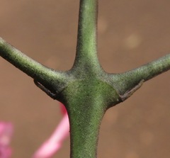 Fridericia ornithophila