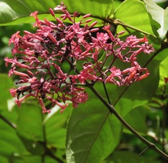 Fridericia ornithophila