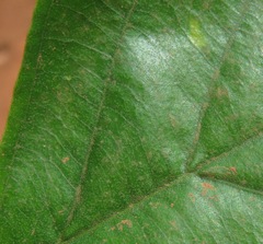 Fridericia ornithophila