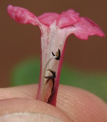 Fridericia ornithophila