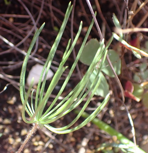 Image of Needles Woolseed by (c) Nicola van Berkel, some rights reserved (CC BY-SA)