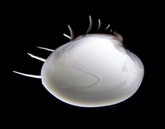 Hysteroconcha lupanaria
