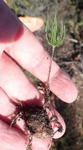 Needles Woolseed (Eriospermum proliferum)