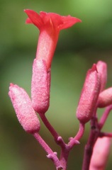 Fridericia ornithophila