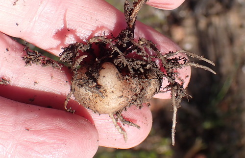 Image of Eriospermum proliferum by (c) Nicola van Berkel, some rights reserved (CC BY-SA)