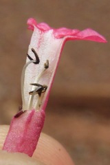 Fridericia ornithophila