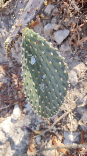 Image of Opuntia decumbens by no rights reserved