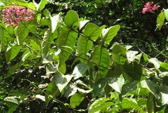 Fridericia ornithophila
