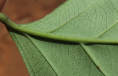 Fridericia ornithophila