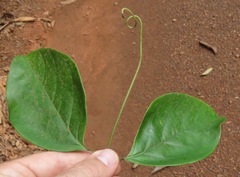 Fridericia ornithophila