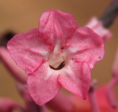 Fridericia ornithophila