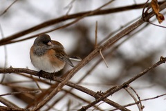 Junco hyemalis mearnsi