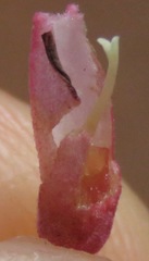 Fridericia ornithophila