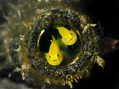 Lubricogobius exiguus