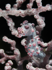 Hippocampus bargibanti
