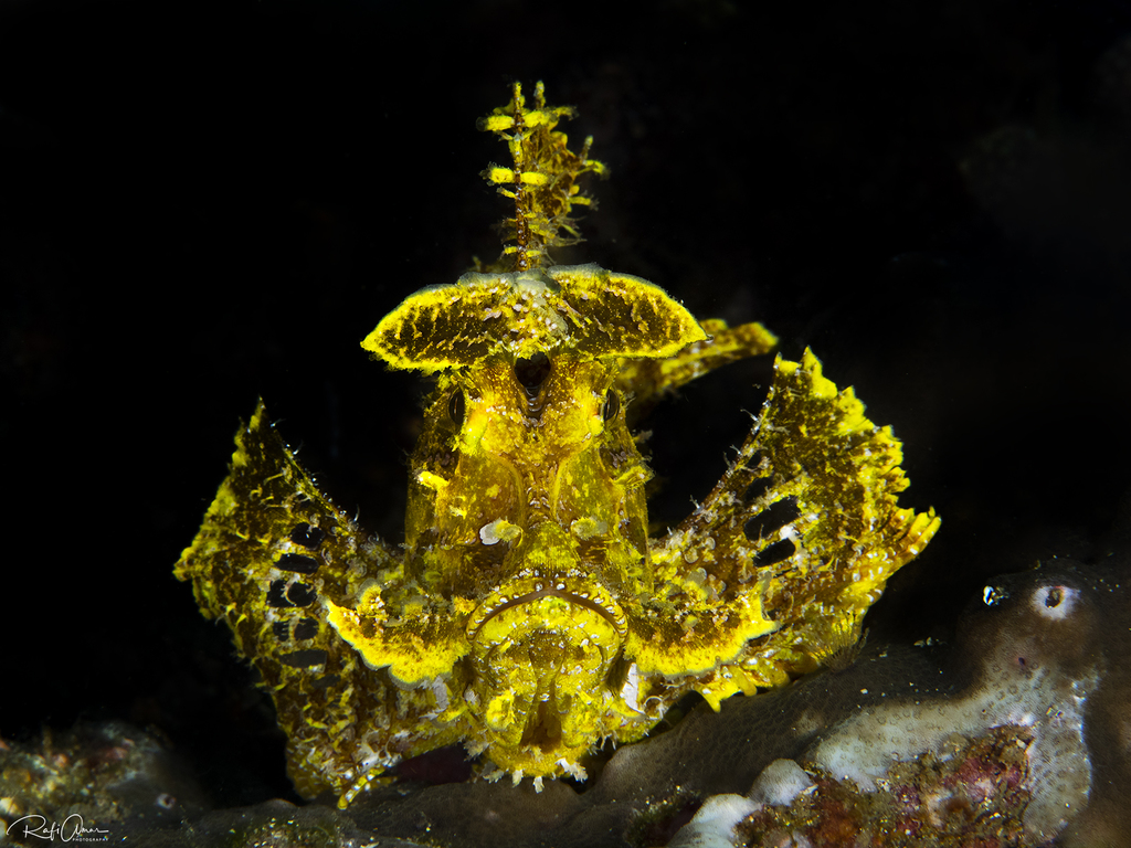 Popeyed Scorpionfish