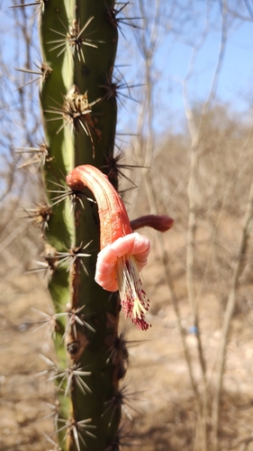 Image of Stenocereus alamosensis by no rights reserved