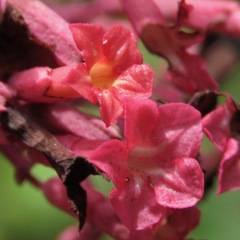 Fridericia ornithophila