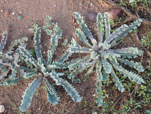 Image of Lobeleaf Babooncabbage (Othonna auriculifolia) by (c) Nicola van Berkel, some rights reserved (CC BY-SA)