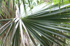 Sabal mexicana