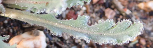 Image of Lobeleaf Babooncabbage by (c) Nicola van Berkel, some rights reserved (CC BY-SA)