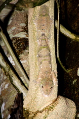 Lichenose Leaf-Tailed Gecko photo 4
