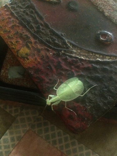 Photo of Netwinged Mantis (Neomantis australis)