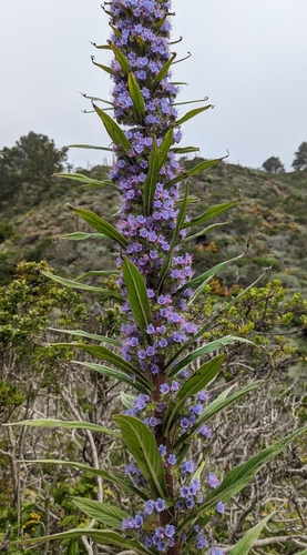 Echium pininana