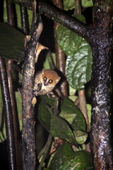 Microcebus rufus